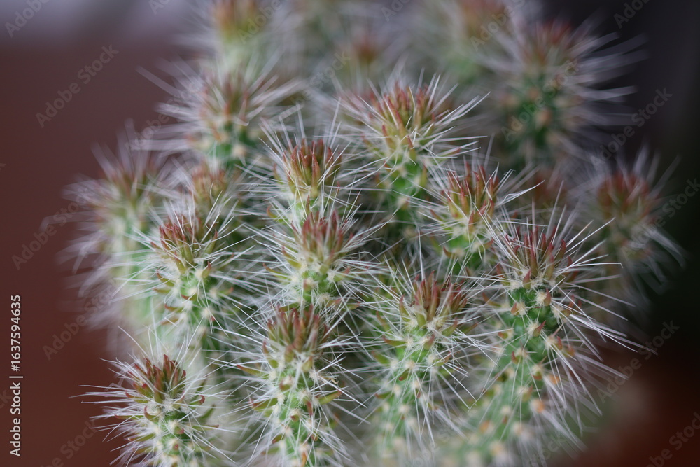 Cylindropuntia imbricata subsp. spinosior Monstruosa opuncja Cylindropuntia imbricata subsp. spinosior Monstruosa opuncja