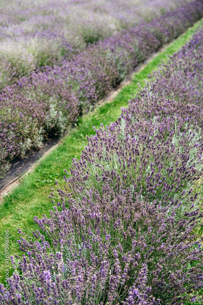 Obraz premium Lavender fields in full bloom forming vibrant rows and seasonal agro-tourism. Lavender fields as eco-tourism destinations, sustainable travel, flower field tourism, nature escape...