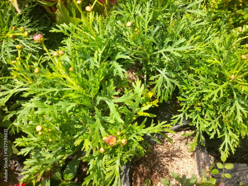 Fresh Green Plant in Natural Light