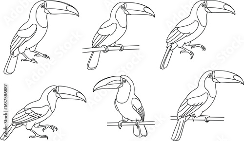 Toucan line drawings, tropical bird sketches, large beak illustration, perched toucan artwork, black and white outline, exotic bird poses