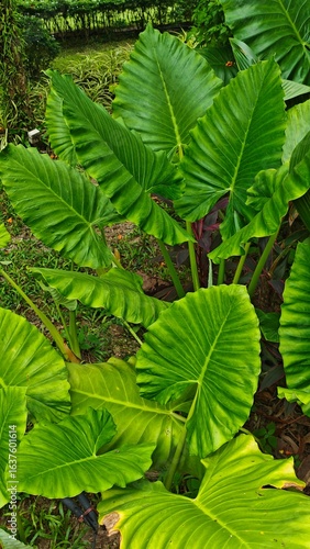 green fern leaves