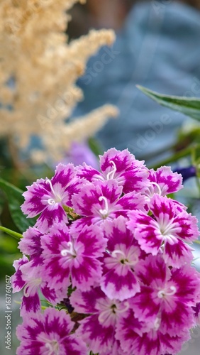 pink flowers in the garden