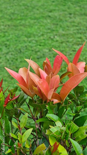Orange leaves on a green background lawn , bushes, garden