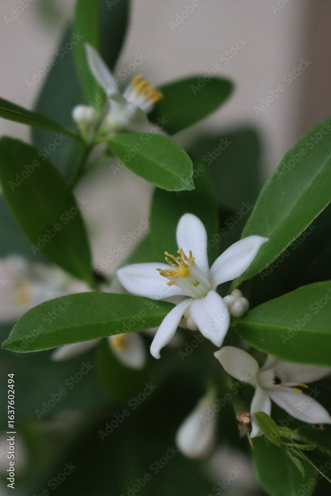 Obraz premium White lemon flower on plant on selective focus. Citrus limon plant in bloom 