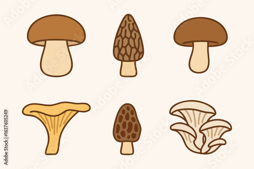 Edible Forest Mushrooms, Boletus, Morel, Chanterelle, Oyster Illustration