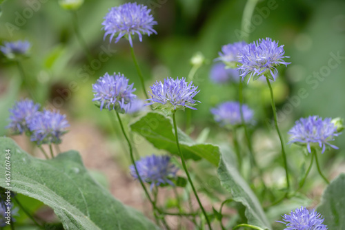 Blue blossoms of sheep's-bit (Jasione montana).