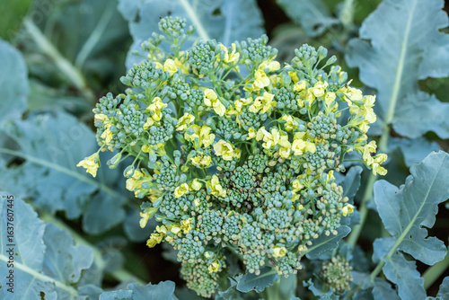Fototapeta Naklejka Na Ścianę i Meble -  Broccoli flowers (Brassica oleracea). The florets have not been harvested and are blooming now.