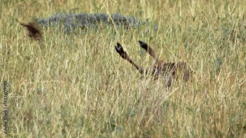 Epic Cheetah Lethal Strike Taking Down a Wildebeest