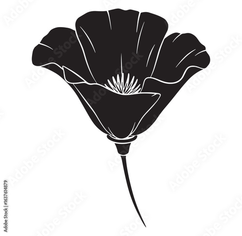 Elegant silhouette of a california poppy flower in black and white isolated on white