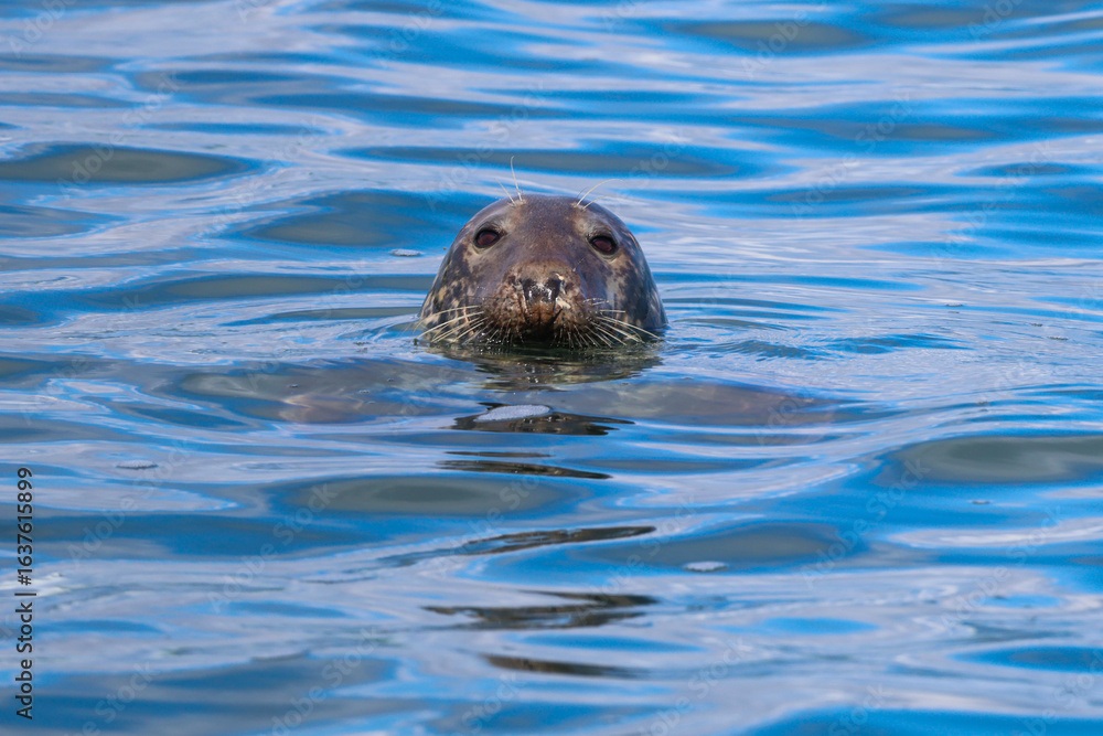 Obraz premium Curious Seal in Calm Blue Waters