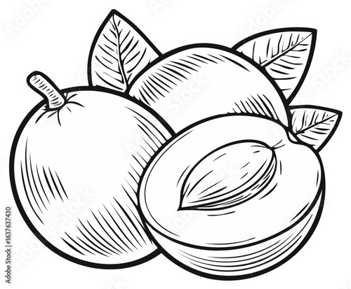 Black and white illustration of ripe peaches and leaves.