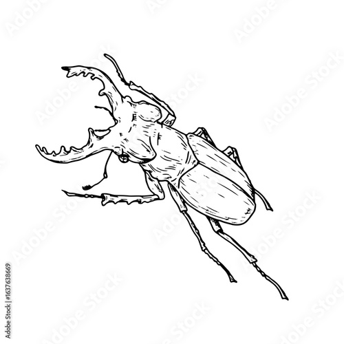 Large beetle of the horned beetle family, black and white sketch. Vector illustration. Simple drawing of an insect, isolated on a white background. The theme of insects, travel, book encyclopedias
