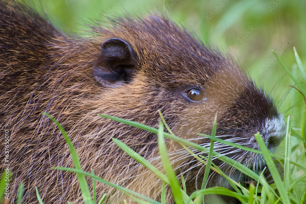 Fototapeta premium side-view close-up of a cute nutria (coypu), highlighting its furry texture and natural profile in a calm outdoor setting 