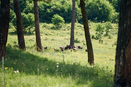 Cuadro en lienzo Goats Grazing Among Pine Trees in Summer – Vanadzor, Armenia