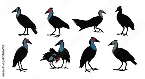 Variety of Knob Billed Duck Illustrations Posing Isolated on White Background Displaying Unique Plumage and Characteristics