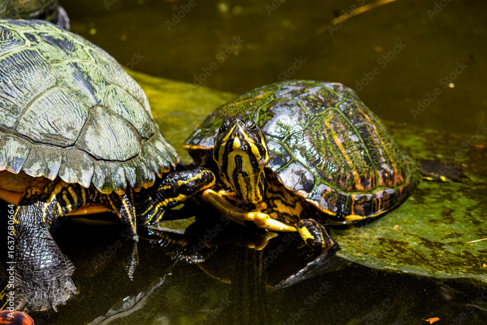 Fototapeta premium turtles 