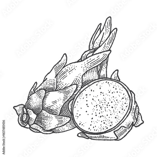 Pitaya Dragon Fruit in vintage engraving style. Sliced Pitaya Dragon Fruit. Vector Hand Drawn. Sketch Botanical Illustration. Eco healthy food. Superfood. Menu design, restaurant, shop.