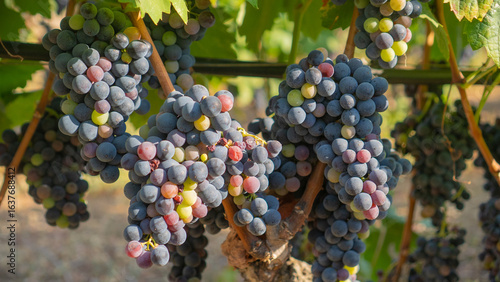 Wallpaper Mural Close up of ripe purple grapes hanging on vine in vineyard Torontodigital.ca