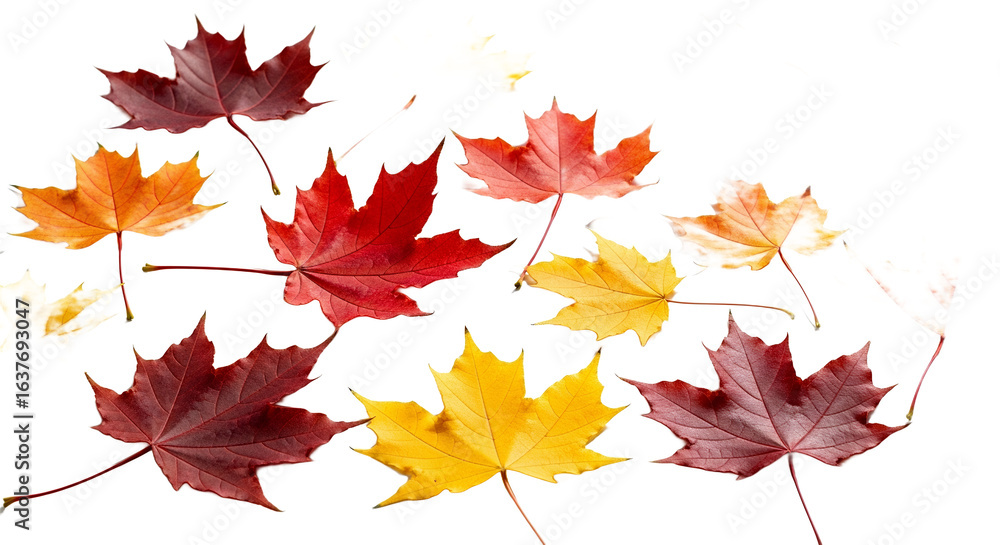 Fototapeta premium Vibrant Autumn Maple Leaves Fall Foliage Photography for Commercial Use