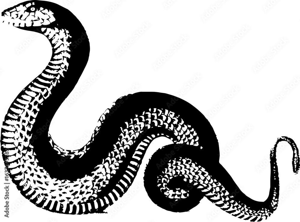 Fototapeta premium abstract illustration snake silhouette. Illustration of shape as an example of snake design. Diseño abstracto de serpiente en color blanco, negro, verde y guinda. PNG. VEXTOREN. JPG