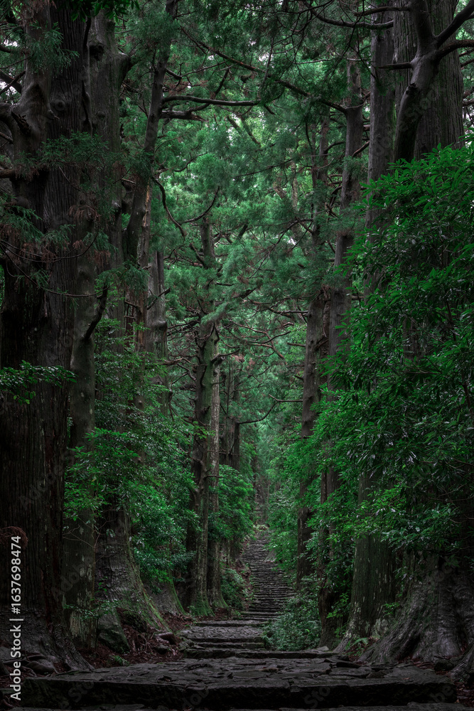 Obraz premium Stone Path Through Ancient Cedar Forest in Japan