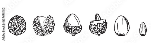 Lychee fruit from whole to peeled and stone. Tropical china fruit design in brush stroke texture isolated on white background. Hand drawn vector sketch illustration in vintage charcoal ink. Package