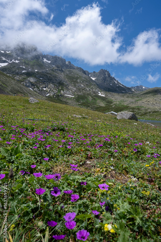 Fototapeta premium flowers in the mountains