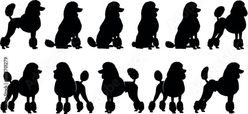 Poodle silhouette collection, dog grooming styles, pet vector illustration, black animal shapes, elegant poses, graphic design, Adobe Stock image