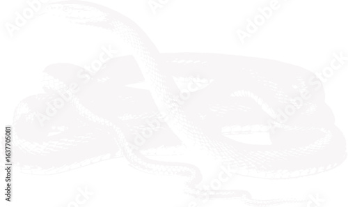 abstract illustration snake silhouette. Illustration of shape as an example of snake design. Diseño abstracto de serpiente en color blanco, negro y guinda. PNG. VEXTOREN. JPG