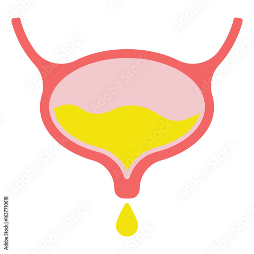Urinary bladder, ureter and urethra icon. Urinary system. Flat design, linear and color styles. Isolated vector illustrations