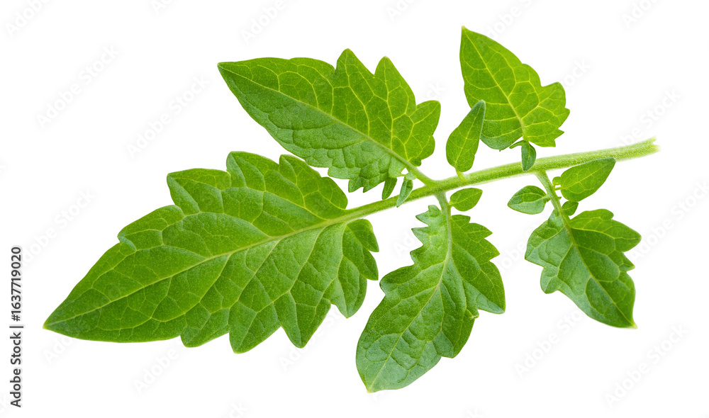 Closeup of fresh green tomato leaves isolated on white background for gardening enthusiasts Closeup of fresh green tomato leaves isolated on white background for gardening enthusiasts