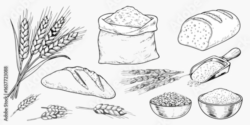 Wheat and bread products illustration
