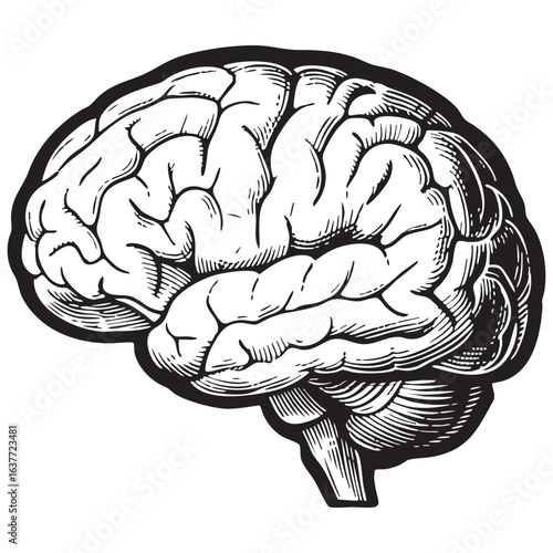 human brain vector illustration