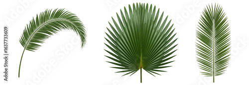 Three isolated palm leaves on a white background. Each leaf has a unique shape, showing the diversity of tropical flora.