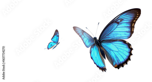 Stunning Blue Morpho Butterflies in Flight High-Resolution Image for Commercial Use