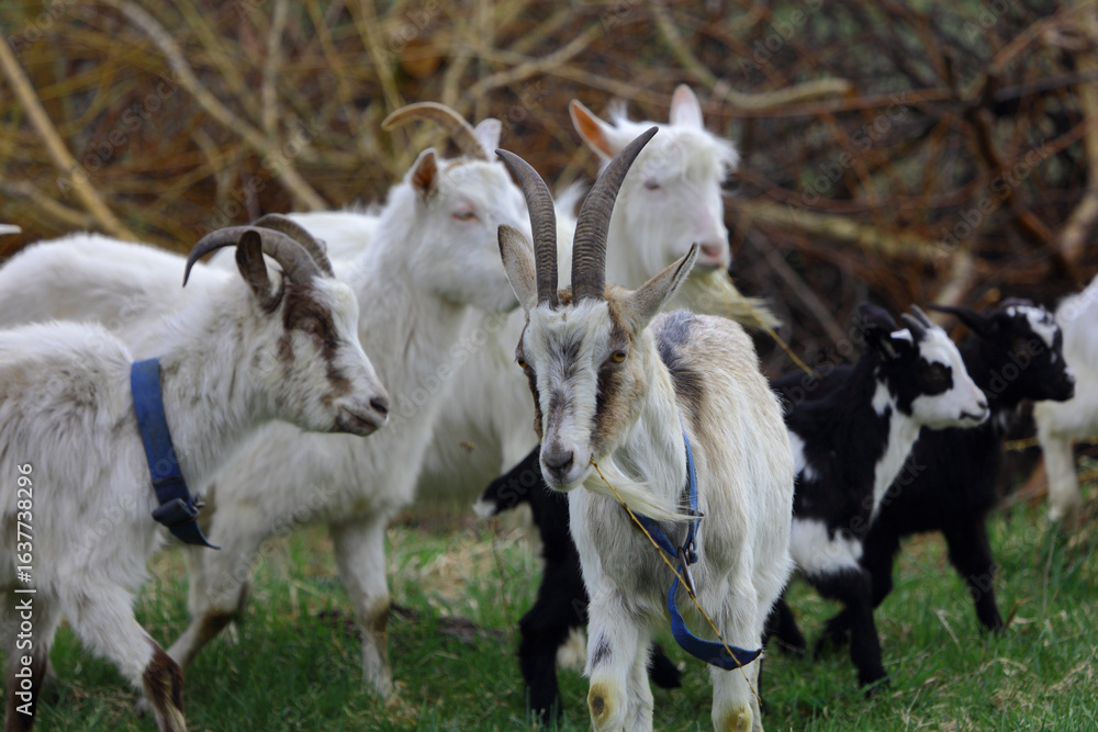 Obraz premium A herd of goats grazes on a green meadow on a farm.