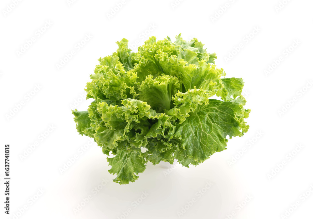 Obraz premium Fresh Lettuce