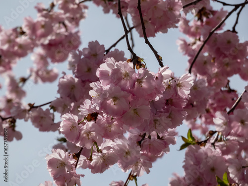 Close-up of the cherry blossom or japanese pink sakura flowering with pink flowers in springtime