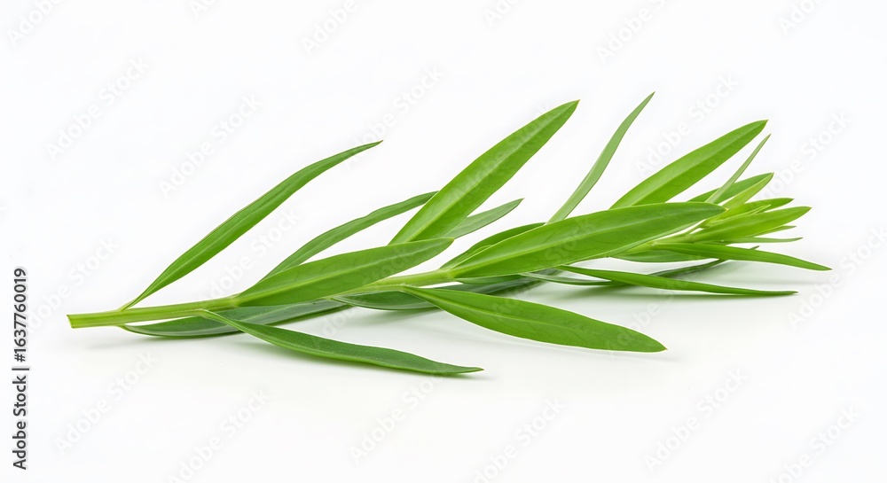 Fototapeta premium A closeup shot of green tarragon (Artemisia dracunculus)