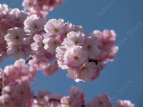 Close-up of the cherry blossom or japanese pink sakura flowering with pink flowers in springtime with blue sky in background