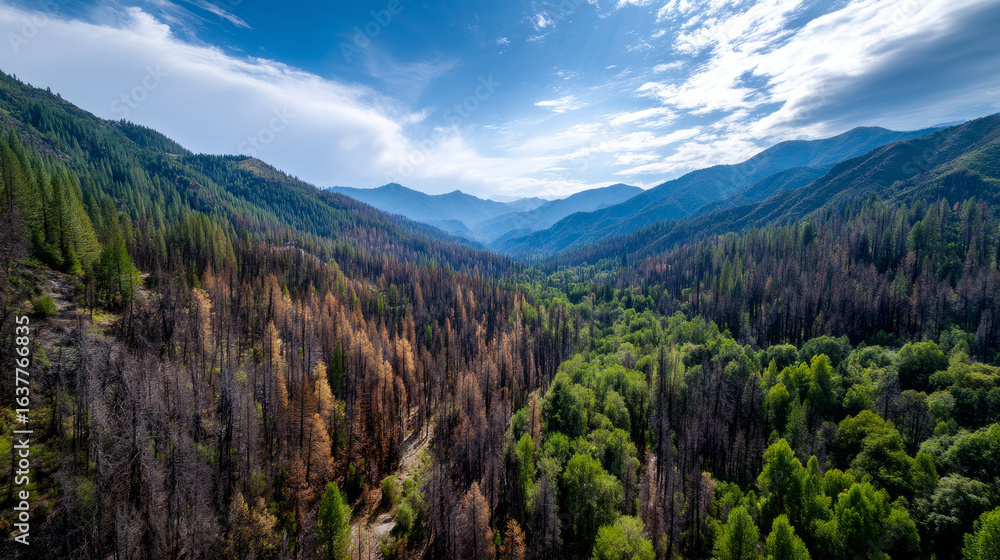 Fototapeta premium Aerial panorama of dying forest due to drought. Water crisis and water shortage in summer during long drought is a global problem of drought on the planet.