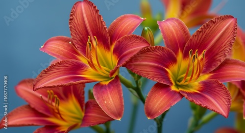 Beautiful capture of a closeup shot of red and yellow daylily flowers - hemerocallis