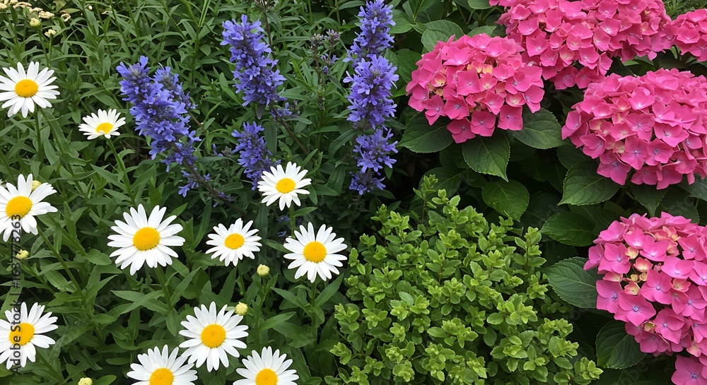 Obraz premium A closeup of summer garden with different flowers including shasta daisies, anise hyssop, hydrangeas