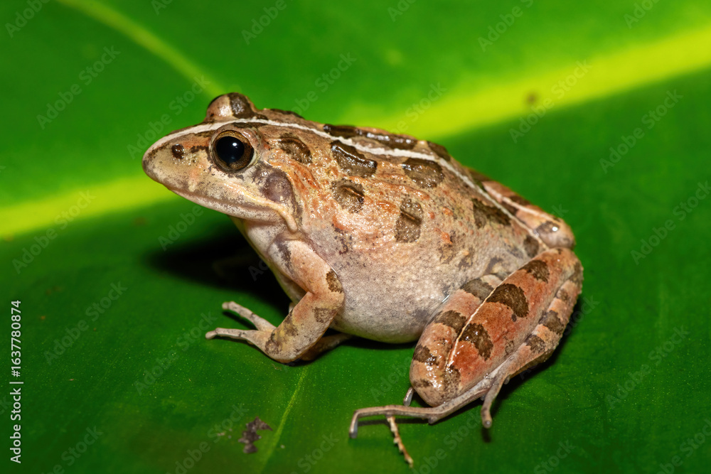 A beautiful Clicking Stream Frog, also known as a Gray’s Stream Frog or Spotted Stream Frog (Strongylopus grayii), in the fynbos in Western Cape, South Africa A beautiful Clicking Stream Frog, also known as a Gray’s Stream Frog or Spotted Stream Frog (Strongylopus grayii), in the fynbos in Western Cape, South Africa