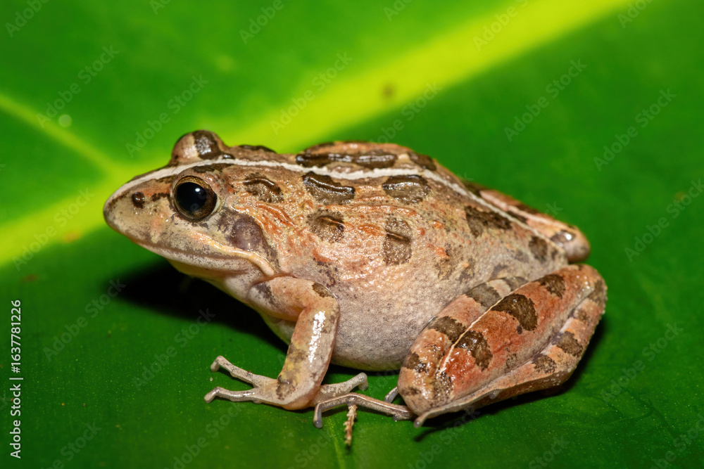 A beautiful Clicking Stream Frog, also known as a Gray’s Stream Frog or Spotted Stream Frog (Strongylopus grayii), in the fynbos in Western Cape, South Africa A beautiful Clicking Stream Frog, also known as a Gray’s Stream Frog or Spotted Stream Frog (Strongylopus grayii), in the fynbos in Western Cape, South Africa