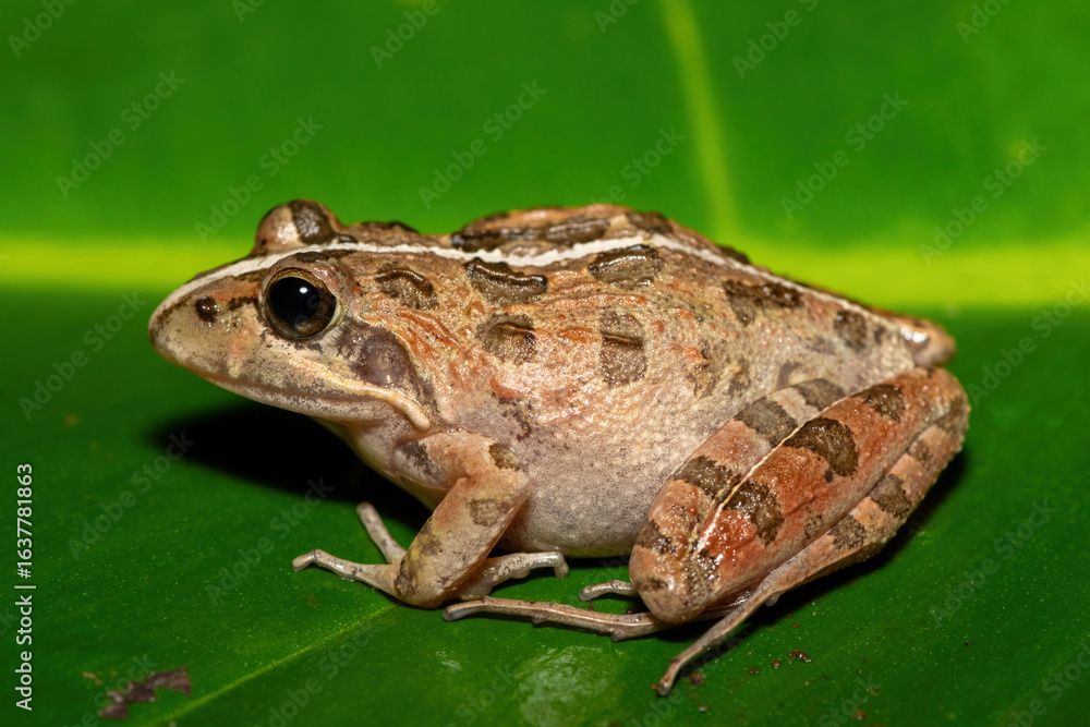 A beautiful Clicking Stream Frog, also known as a Gray’s Stream Frog or Spotted Stream Frog (Strongylopus grayii), in the fynbos in Western Cape, South Africa A beautiful Clicking Stream Frog, also known as a Gray’s Stream Frog or Spotted Stream Frog (Strongylopus grayii), in the fynbos in Western Cape, South Africa
