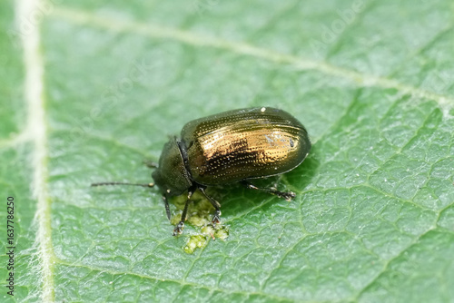 Closeup on a brassy leaf beetle , Phratora vitellinae eating from a Silverleaf poplar