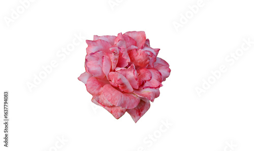 Wallpaper Mural A pink rose isolated on white background for design works Torontodigital.ca