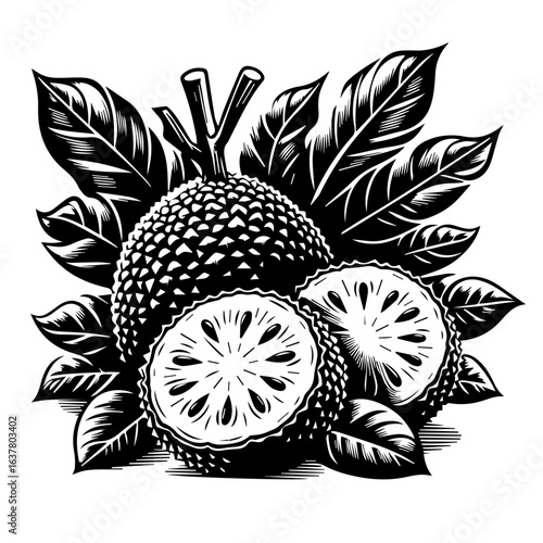 Illustration of a jackfruit with leaves and a sliced jackfruit in black and white detailed style