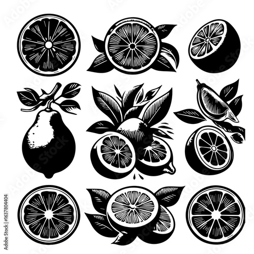 Illustration of various citrus fruits and a pear with leaves in a black and white style design